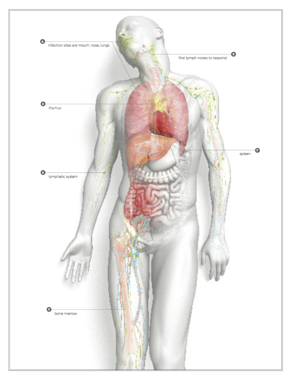 Illustration of body