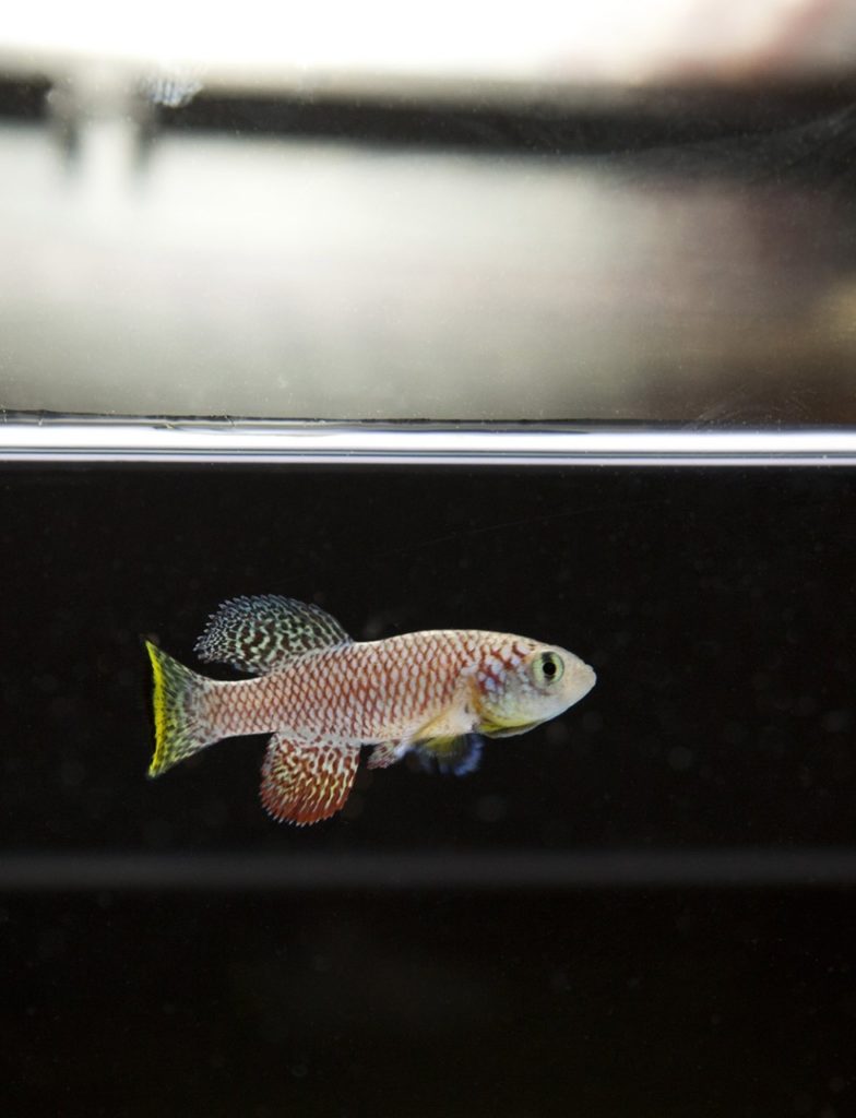 Photo of an African killifish