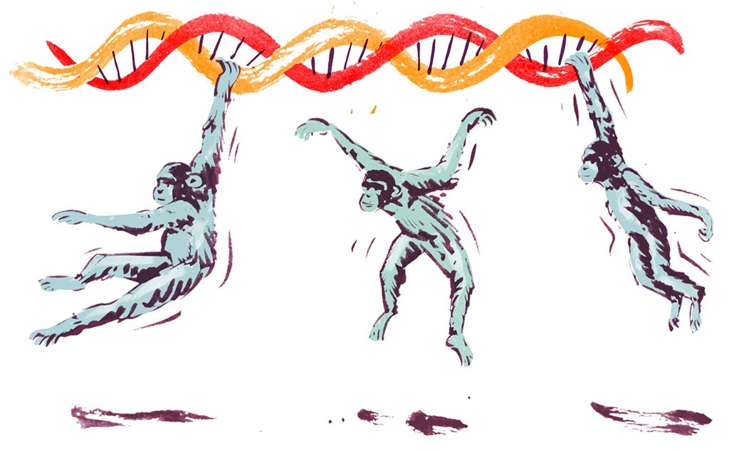 Illustration of chimps swinging from a DNA strand