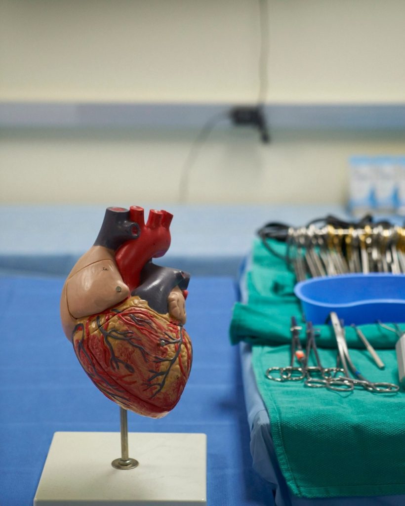 Heart model, photograph by Leslie Williamson