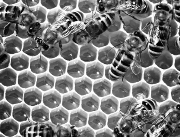 Honey bees (Riorita image)