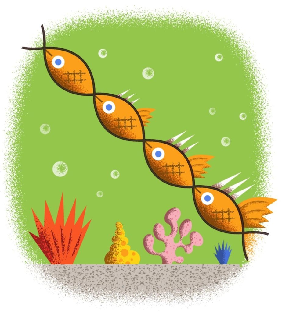 Illustration of spine growth on stickleback fish