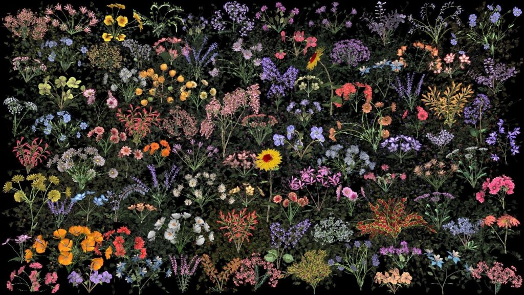 A video installation of flowers representing those found at Stanford University.