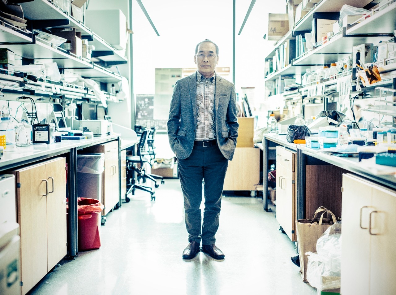 Stanford genetics professor Hiromitsu Nakauchi, MD, in his lab.