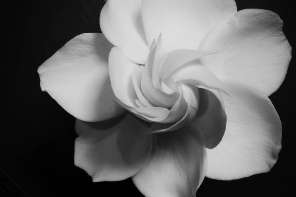 Photo of a gardenia blooming by Paul Hart