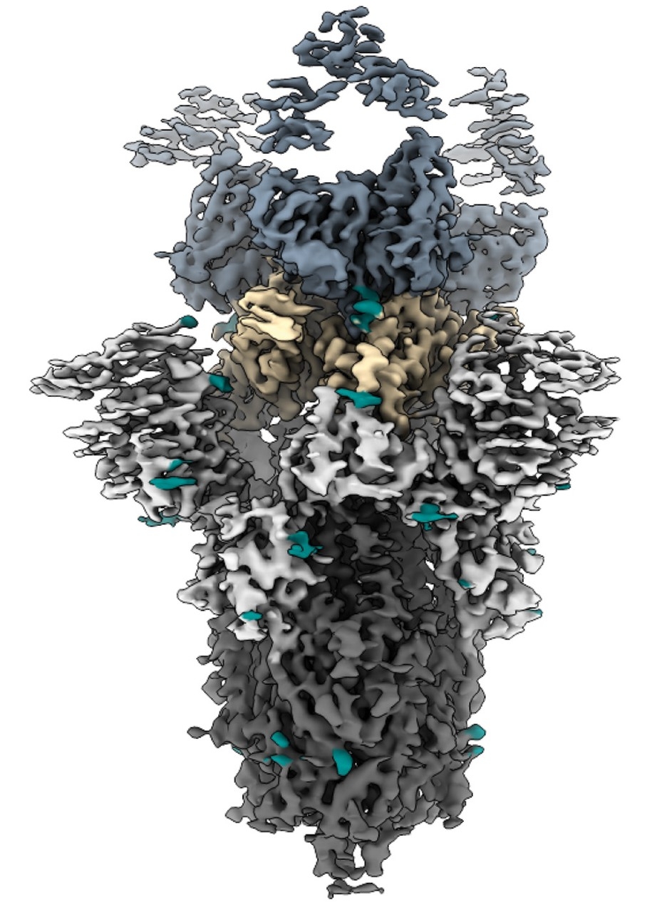 A cryo-EM map of three antibody fragments (slate) attached to a SARS-CoV-2 viral spike protein