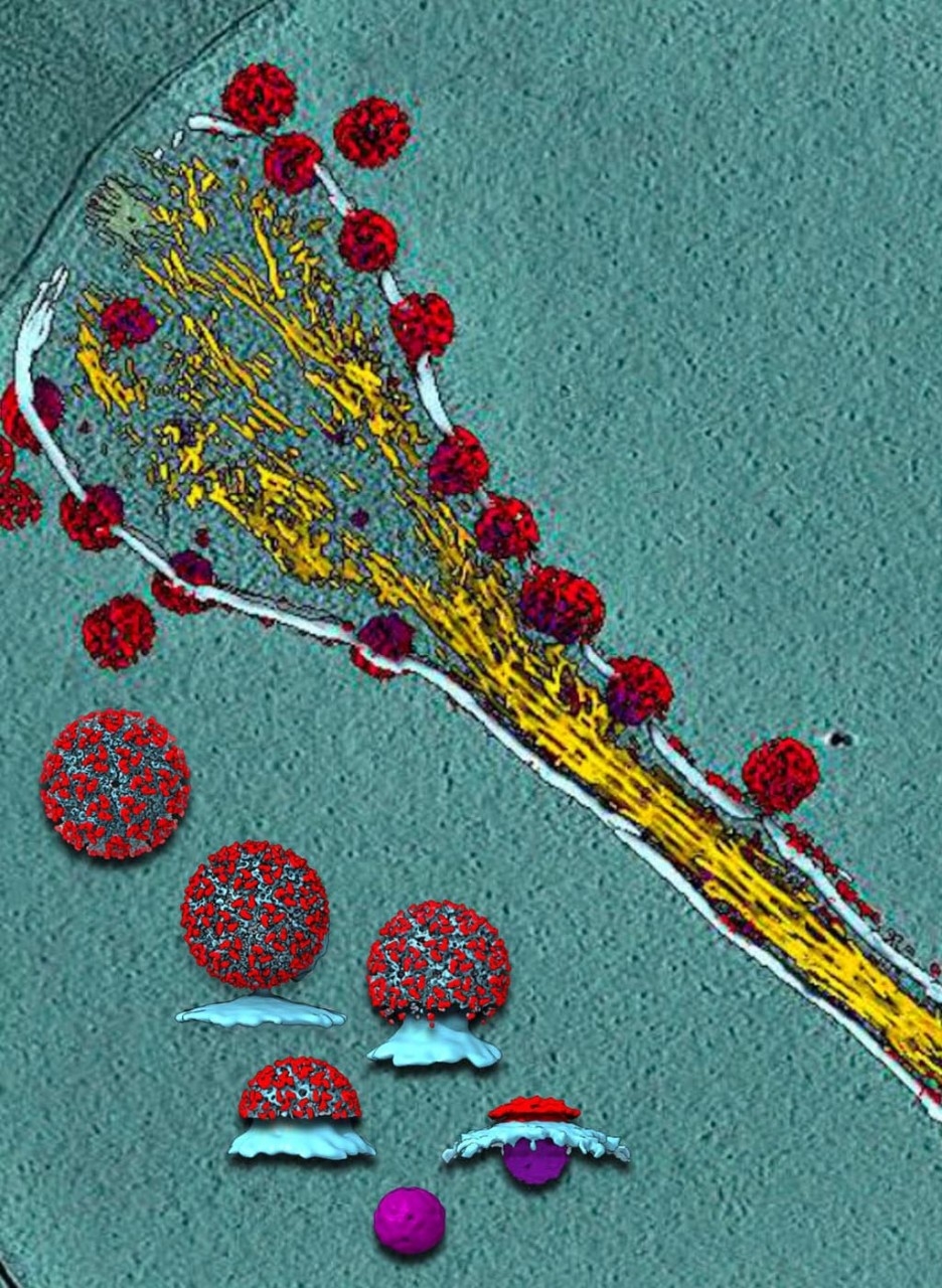 A cryogenic electron tomogram of a cell infected with the chikungunya virus