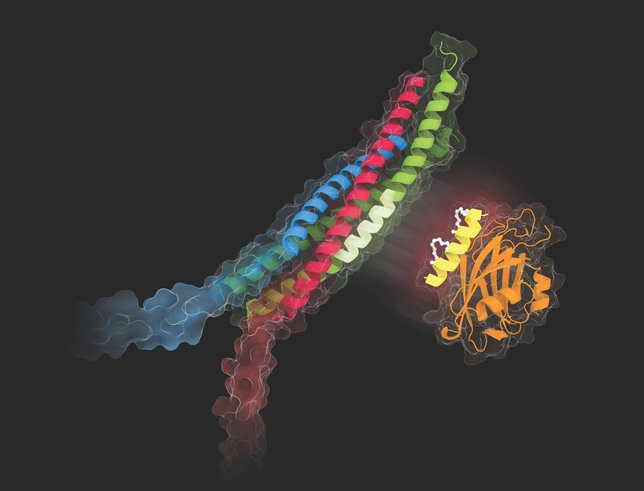 Image of an engineered peptide, synaptotagmin and a complex protein