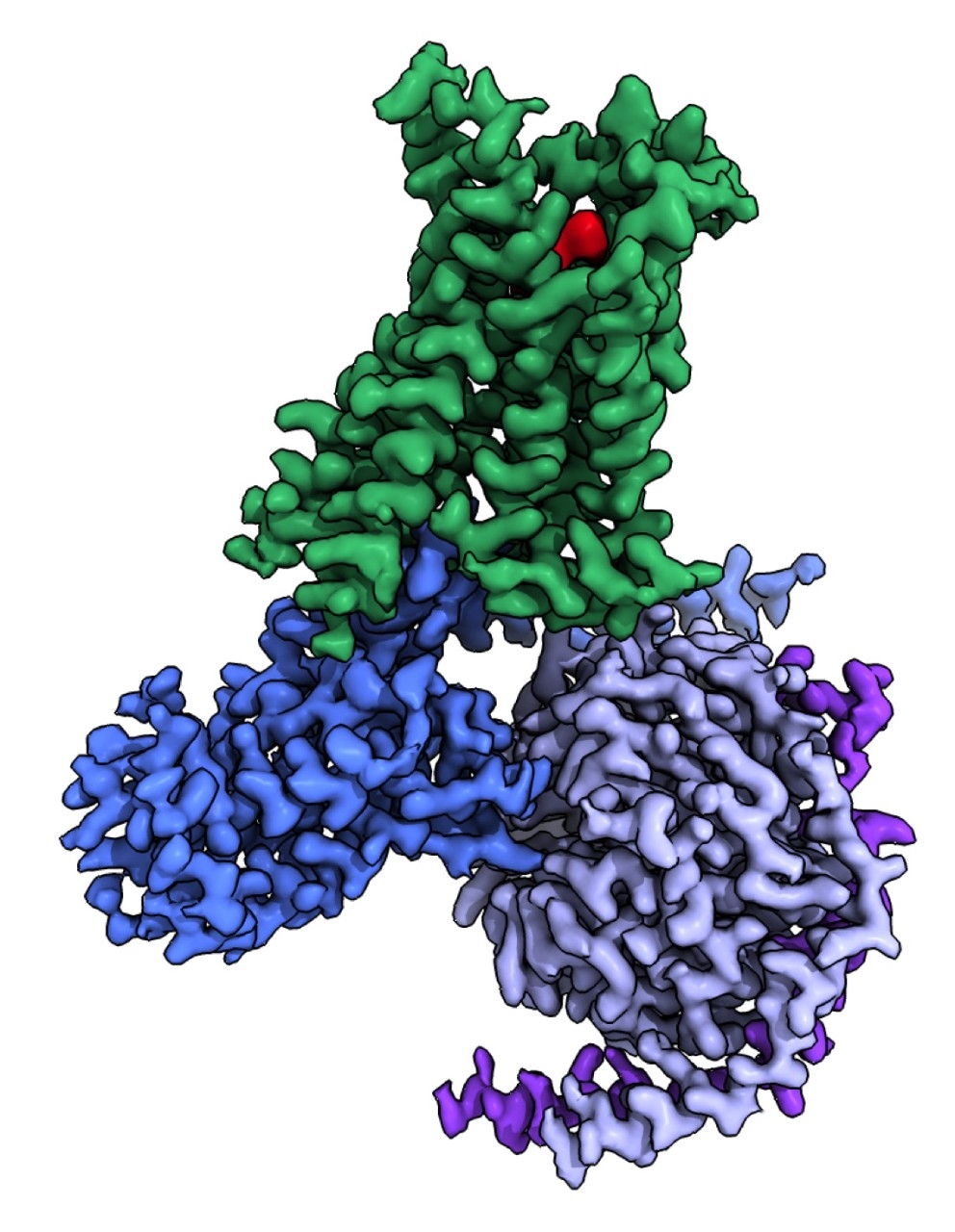 A high-resolution cryo-EM map of a serotonin receptor (green) binding with a hallucinogen-like molecule.