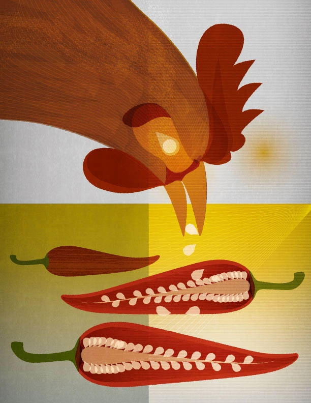 Illustration of a chicken eating a hot chile