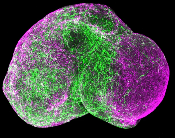 Cover for Considering assembloids and organoids