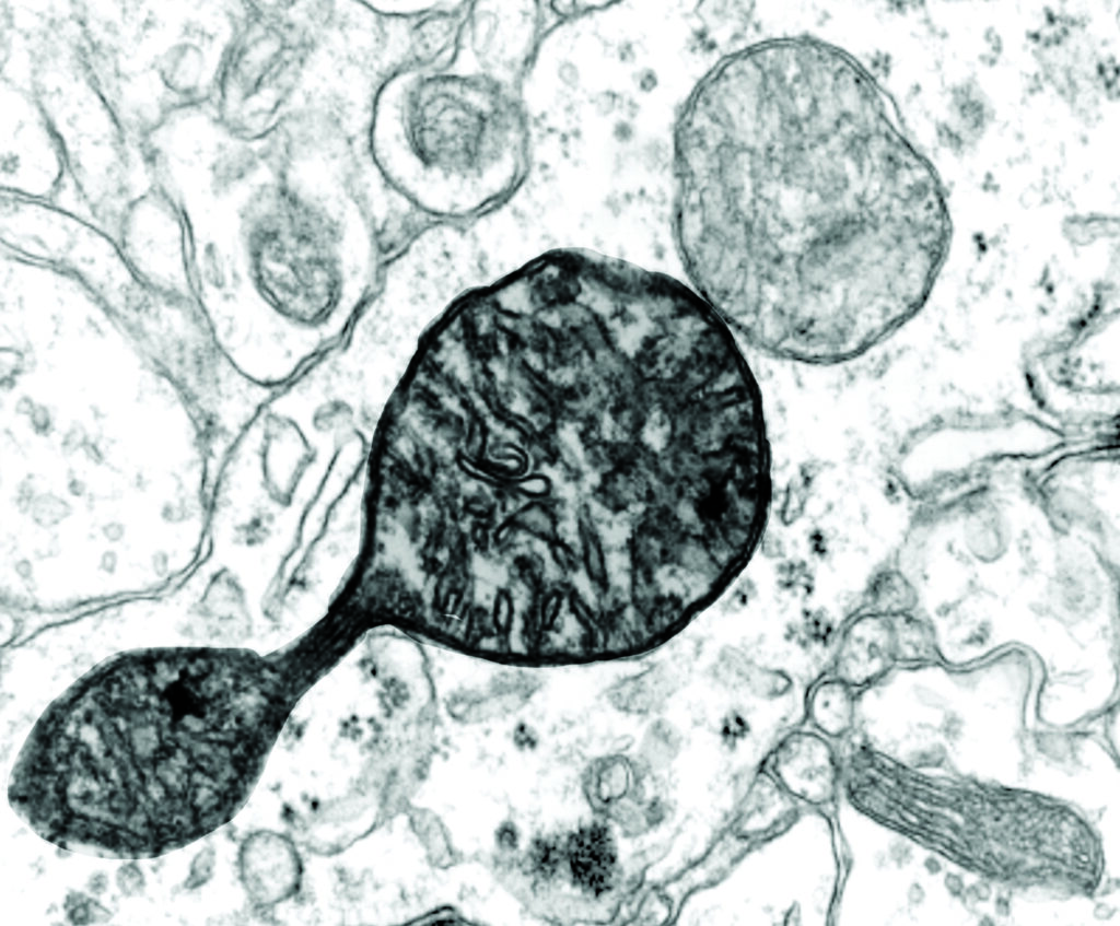 Cover for Getting to know your mitochondria