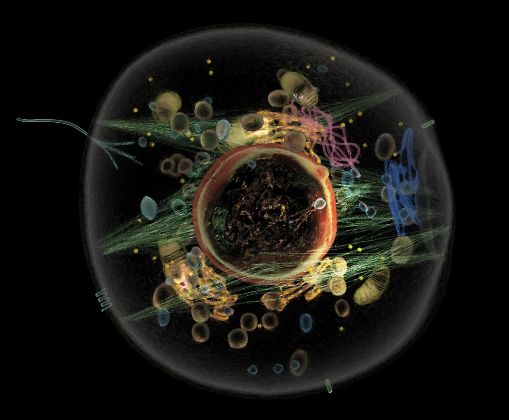 Cover illustration for 2024 Issue 1 on Cells of Stanford Medicine magazine.