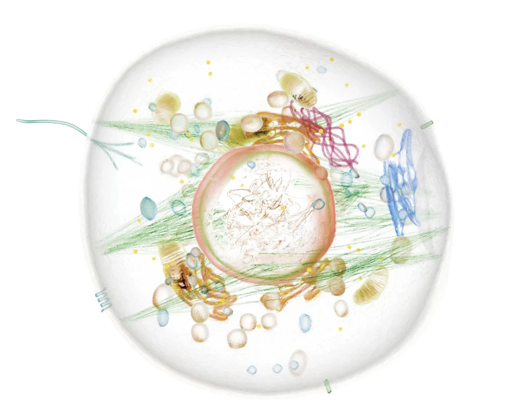 A diagram of a cell
