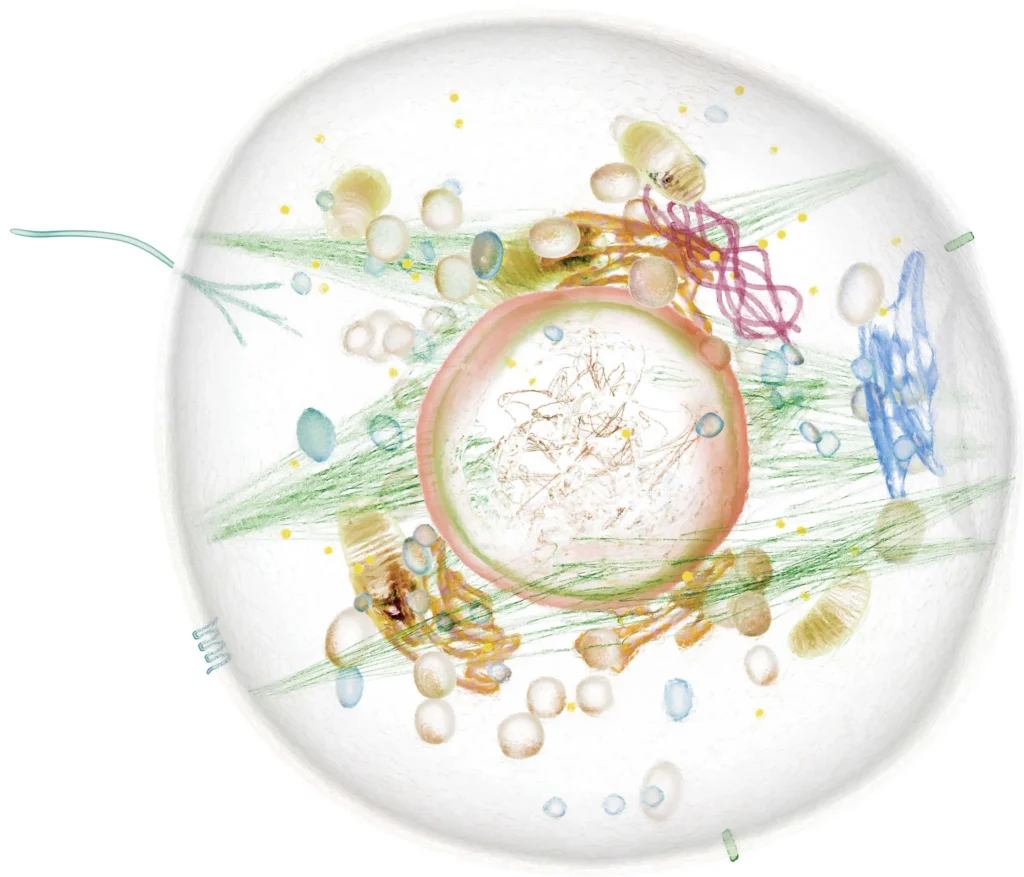 A diagram of a cell