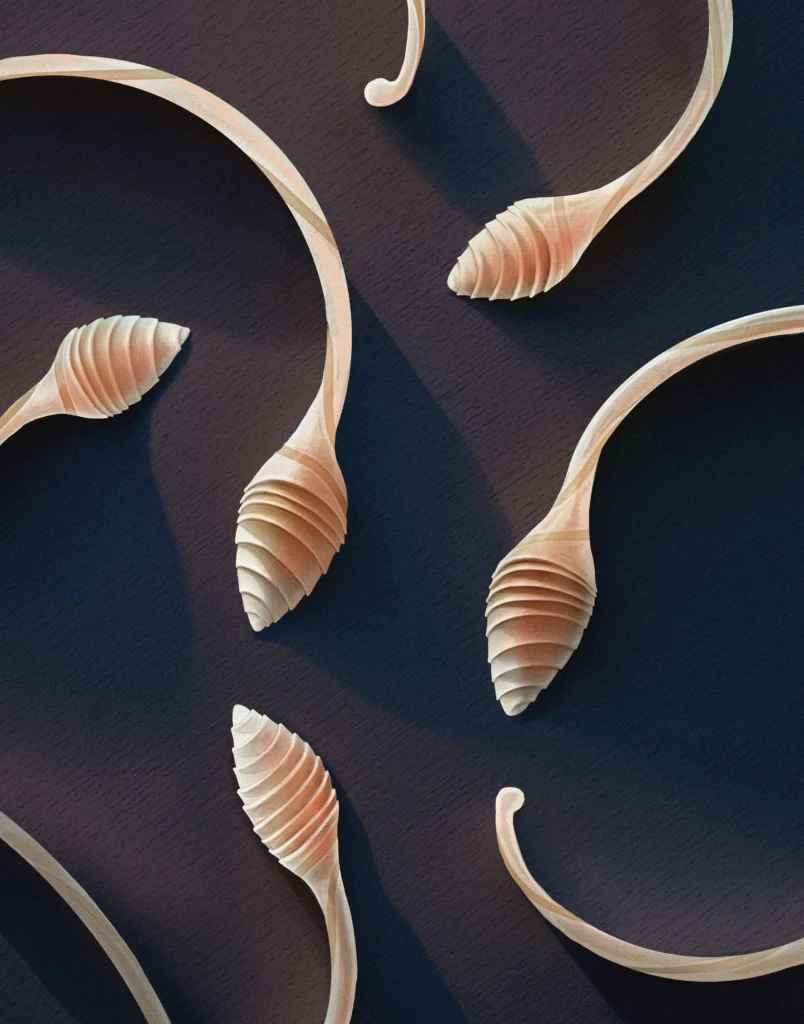 Illustration of lacrymaria olor cells, which use an origami strategy to rapidly extend to about 30 times their length to hunt for prey.