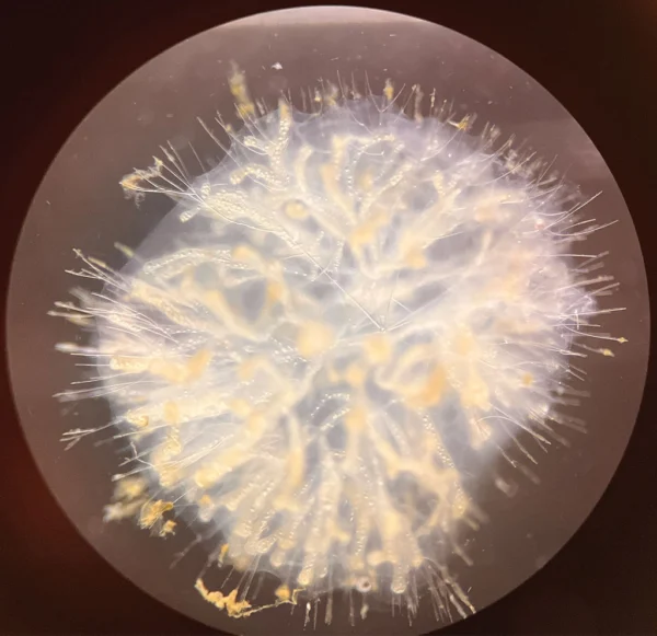 A rare radiolarian, collected in June 2024 from the deep sea, California Current, Pacific Ocean.