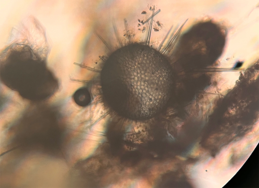 Photo of a group of radiolarians from the deep sea, California Current,Pacific Ocean.