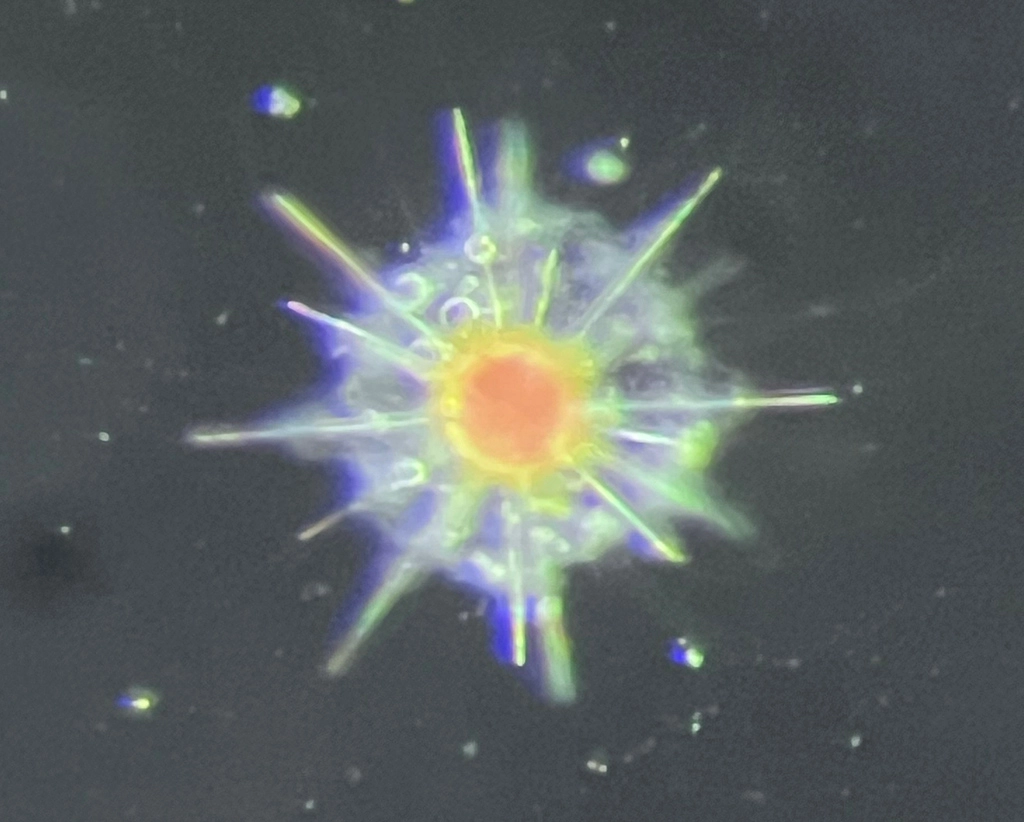 A fluorescent acantharian cell collected near Villefranche, France, and Naples, Italy.