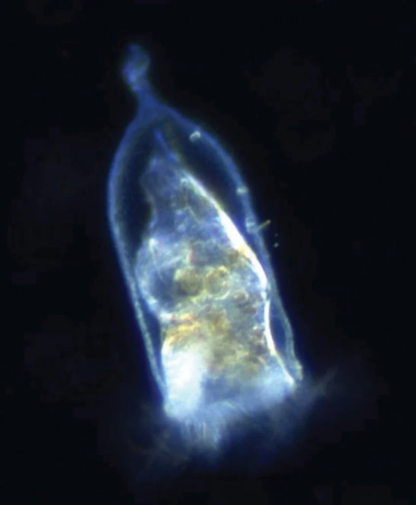 A motile tintinnid collected in the Monterey canyon.