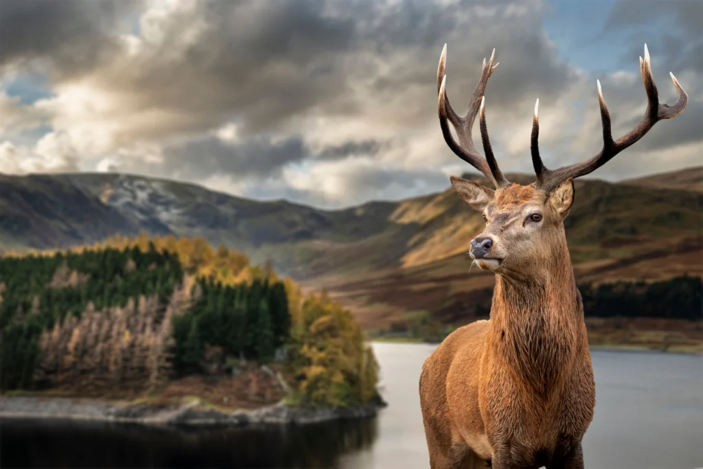 Autumn landscape of water with red deer stag in foreground