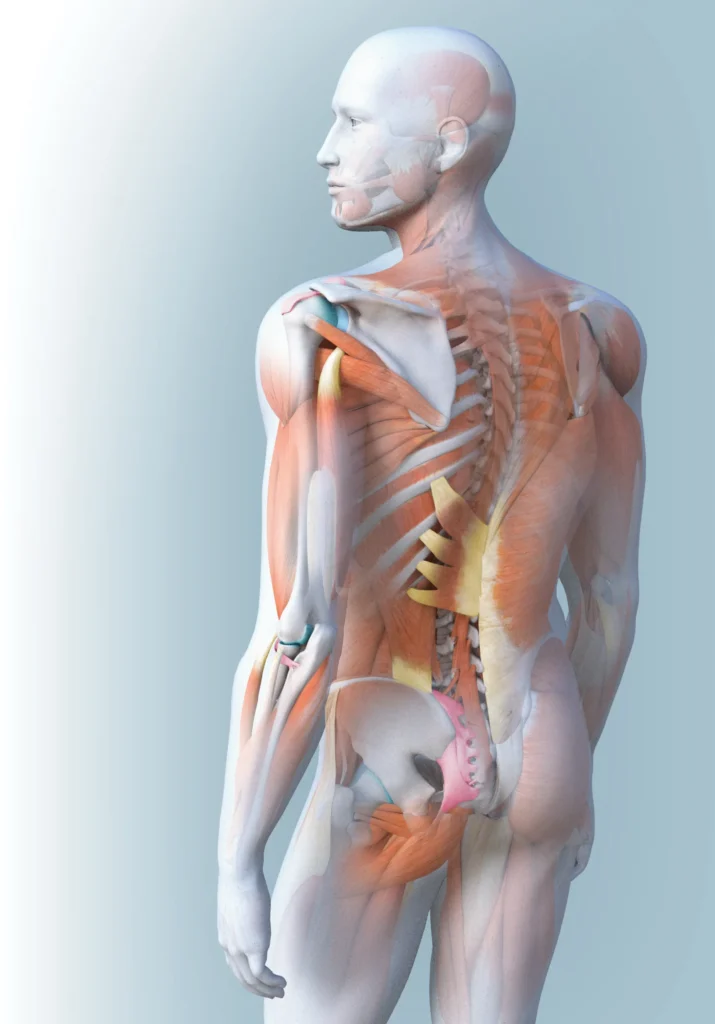 A graphic Illustration of the body's musculoskeletal system
