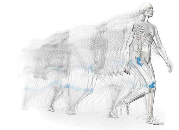 Graphic illustration of a skeleton in motion, with the knee and hip joints highlighted in blue