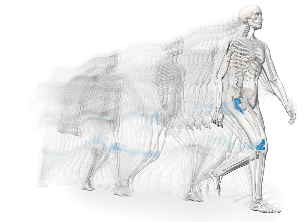 Graphic illustration of a skeleton in motion, with the knee and hip joints highlighted in blue