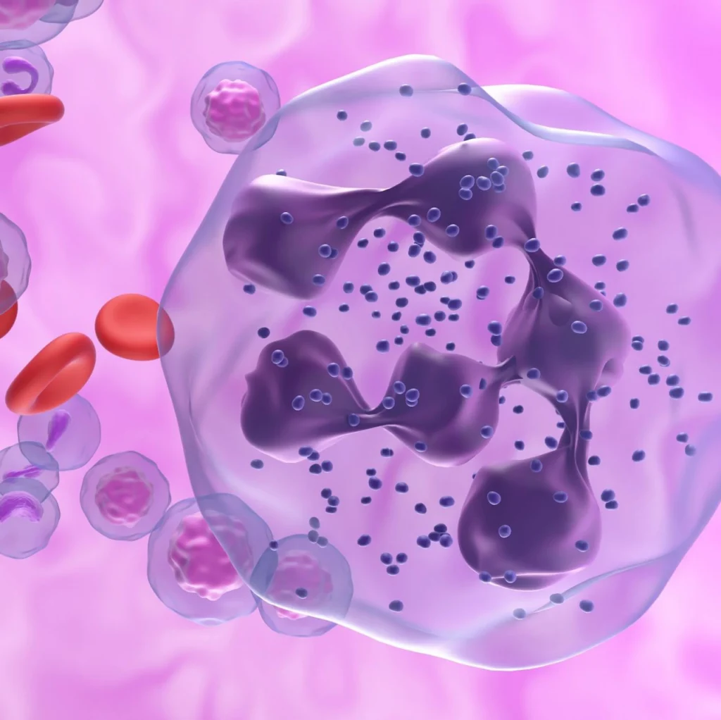 Neutrophils illustration
