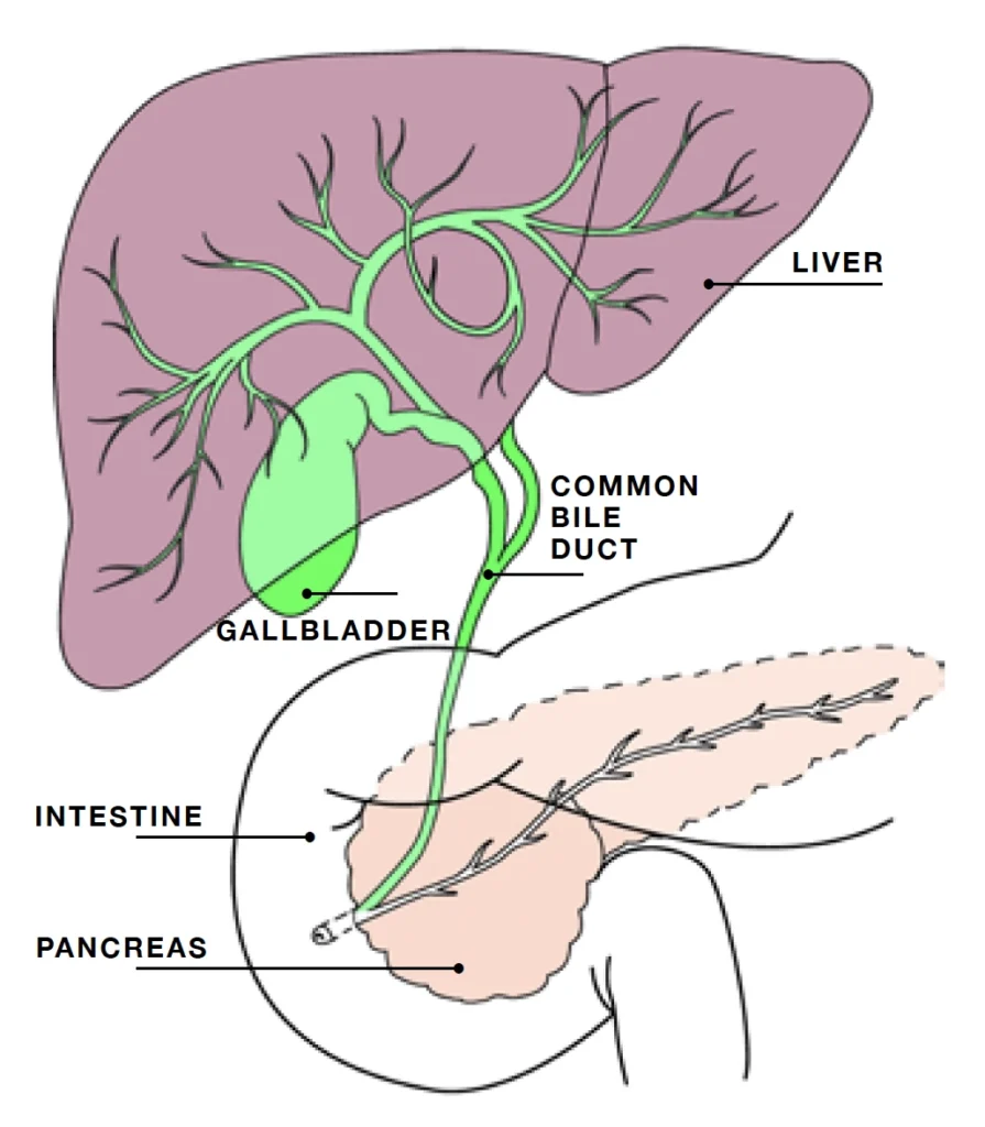 Diagram of the biliary system, including liver, gallblader, pancreas and common bile duct.